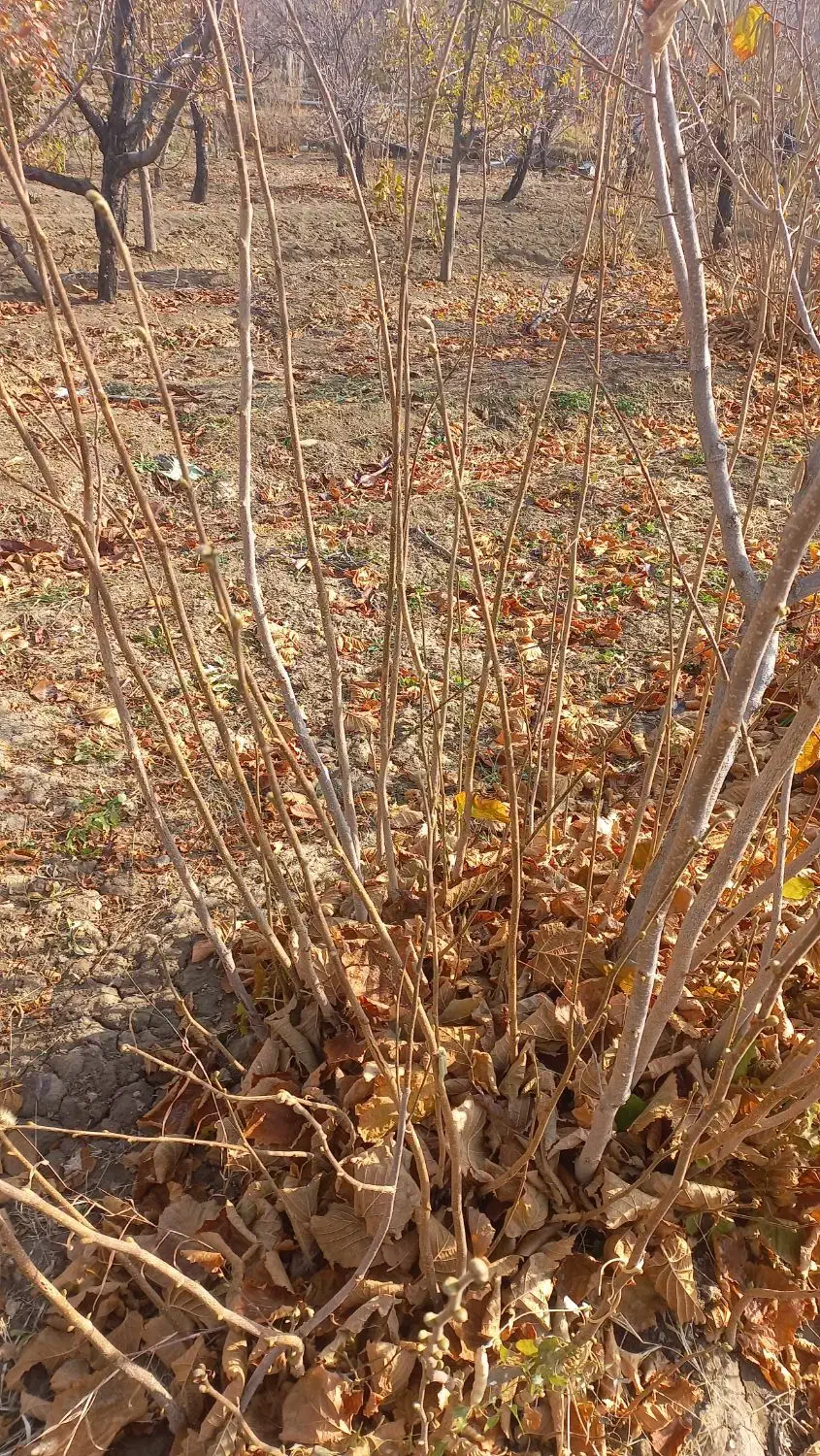 نهال فندق|خدمات باغبانی و درختکاری|سبزوار, همت|دیوار