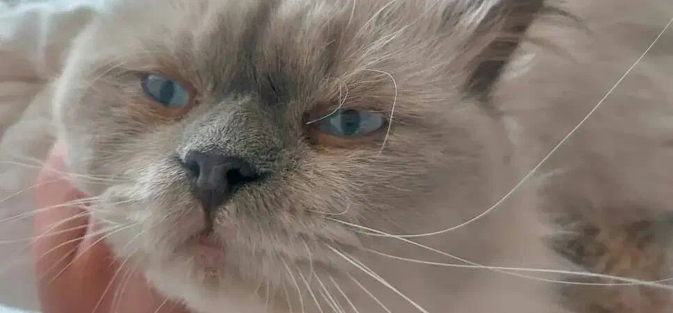 گربه هیمالین|گربه|ارومیه, |دیوار