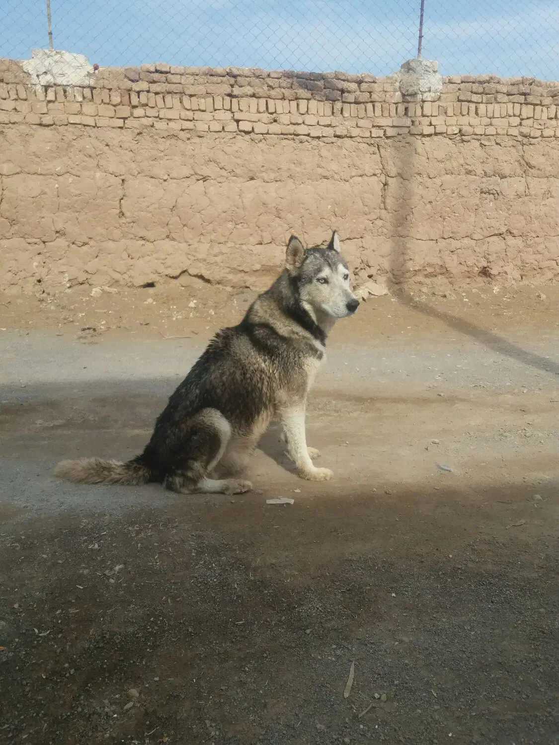 سگ هاسگی|سگ|آران و بیدگل, |دیوار