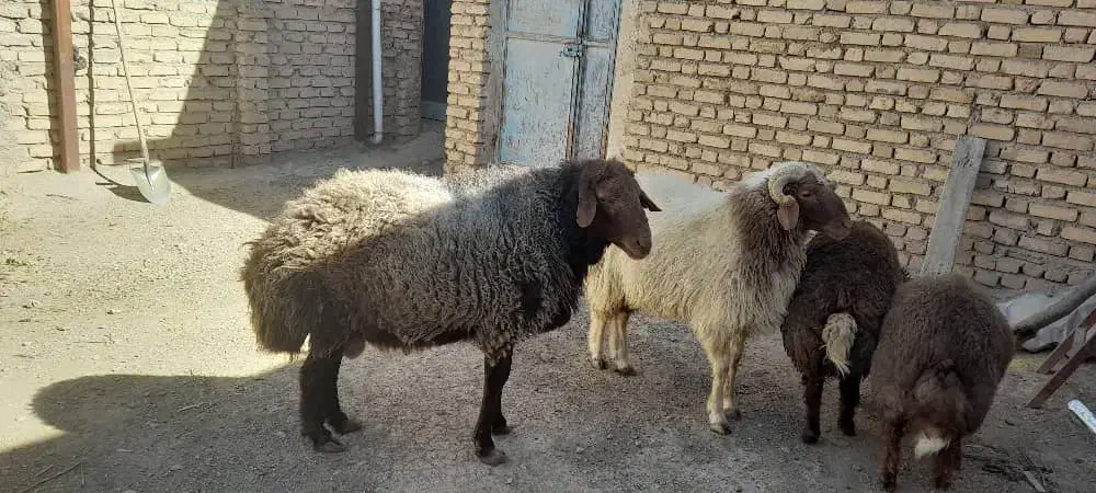 گوسفند|حیوانات مزرعه|الیگودرز, |دیوار