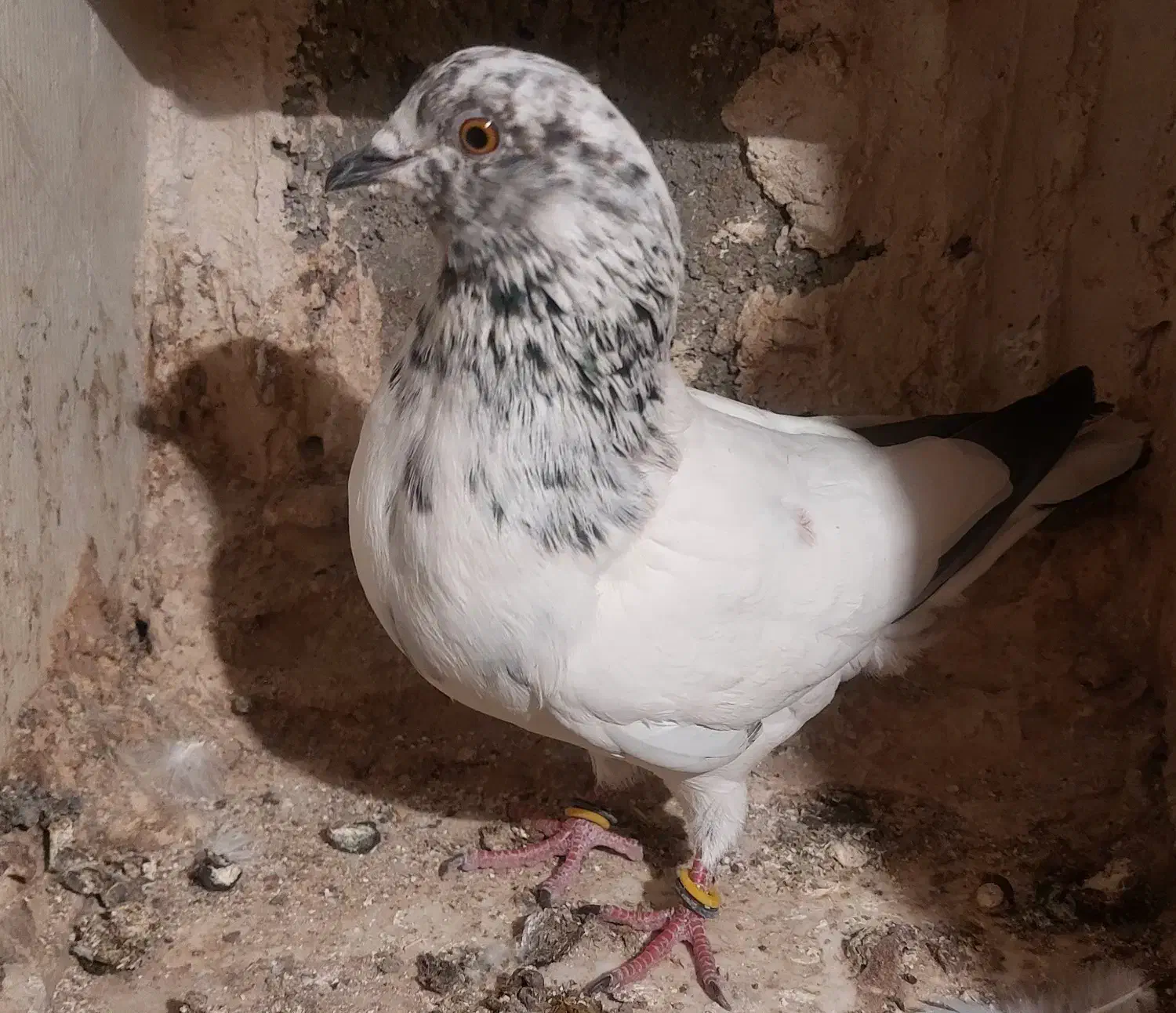 کفتر پرشی|پرنده|مشگین شهر, |دیوار