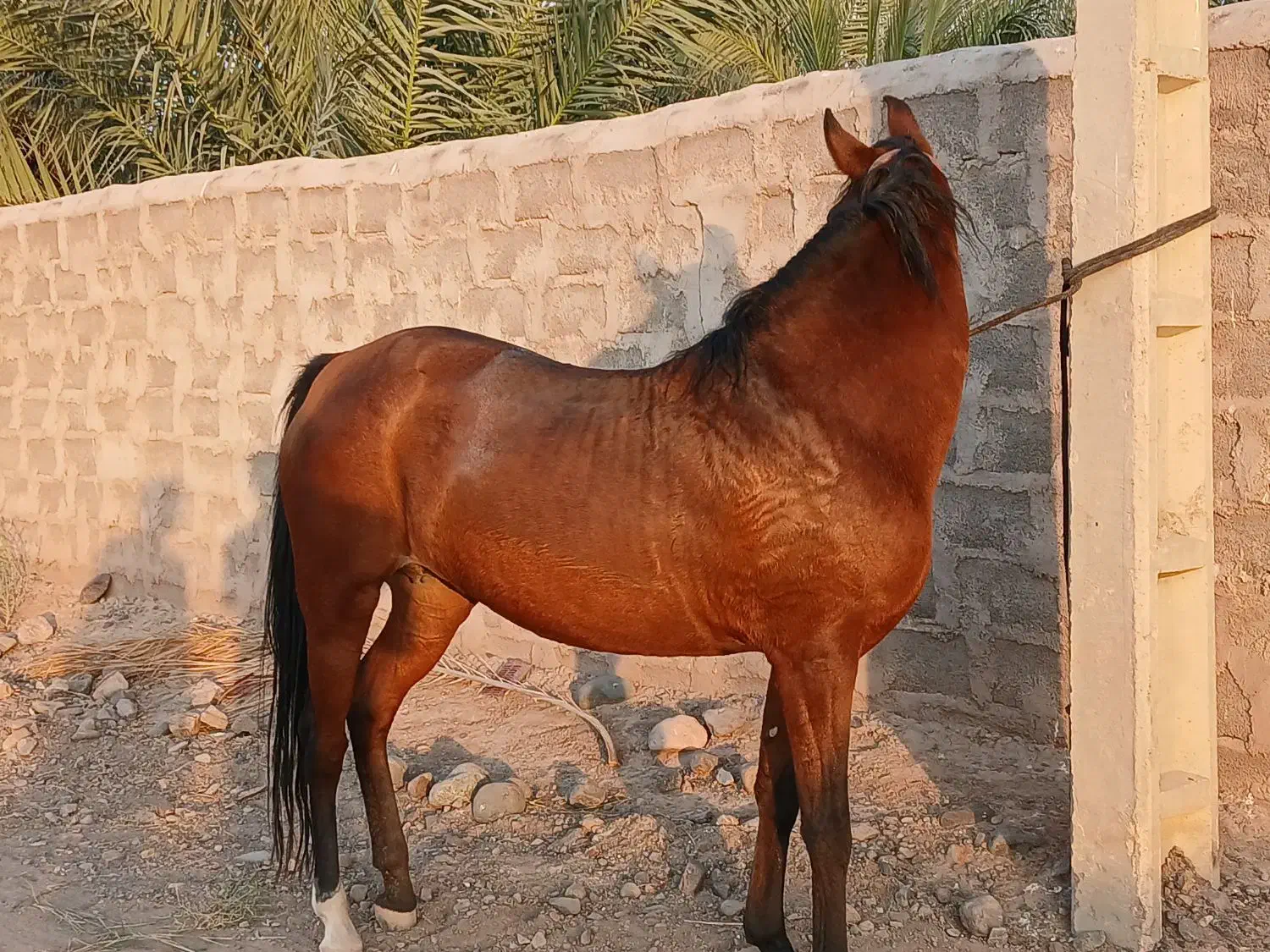 اسب مادیان اصیل خالص درشوری|اسب و تجهیزات اسب‌سواری|بم, |دیوار