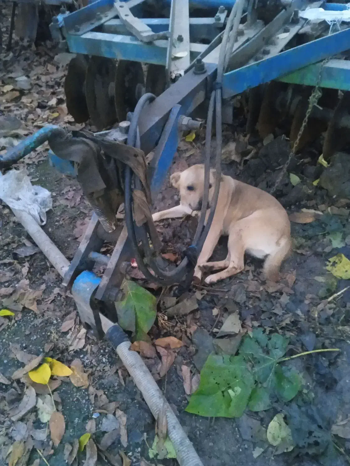 سگ پیت بول|سگ|آزادشهر, |دیوار