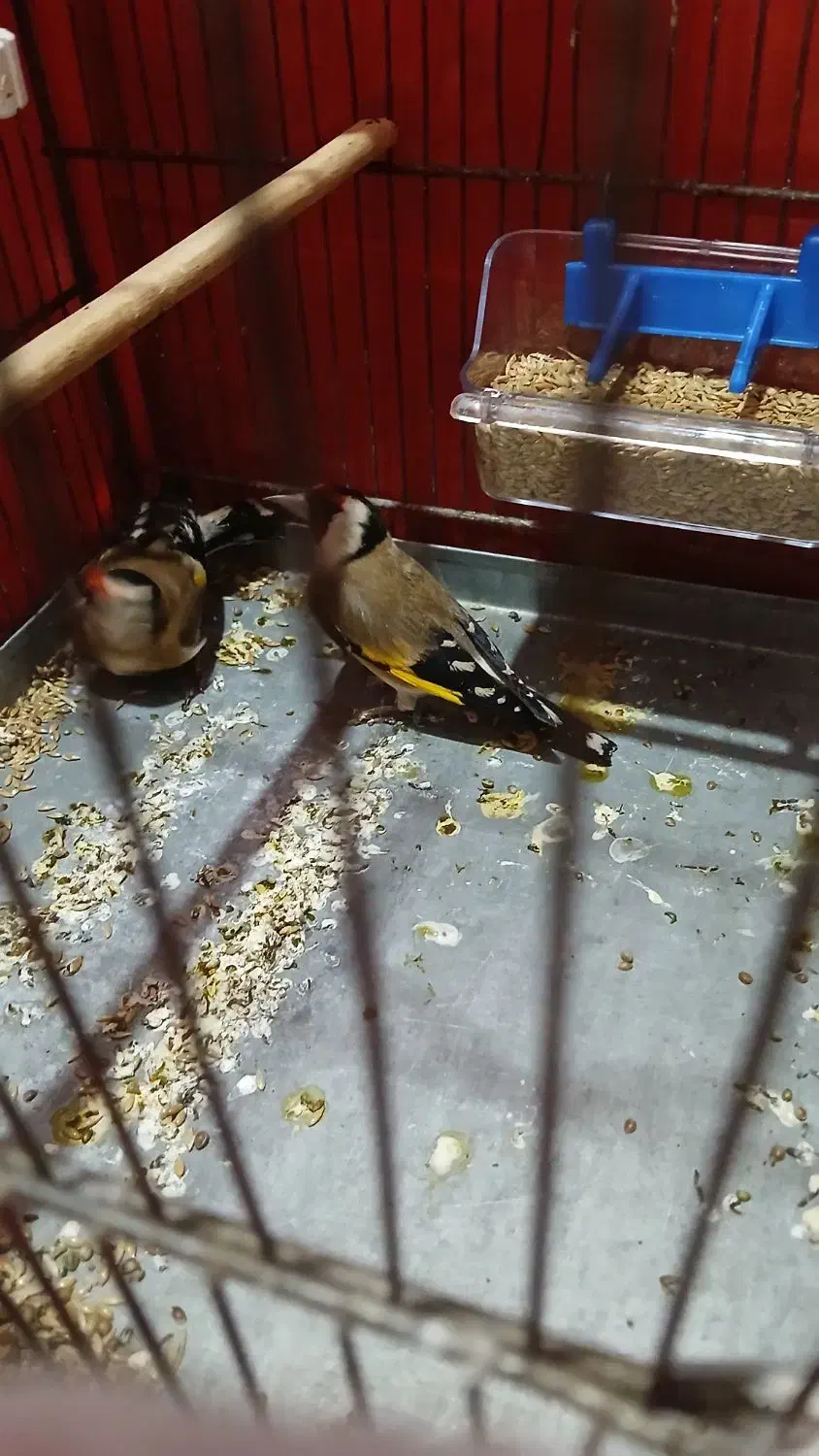 سهره باغی|پرنده|کوهدشت, |دیوار