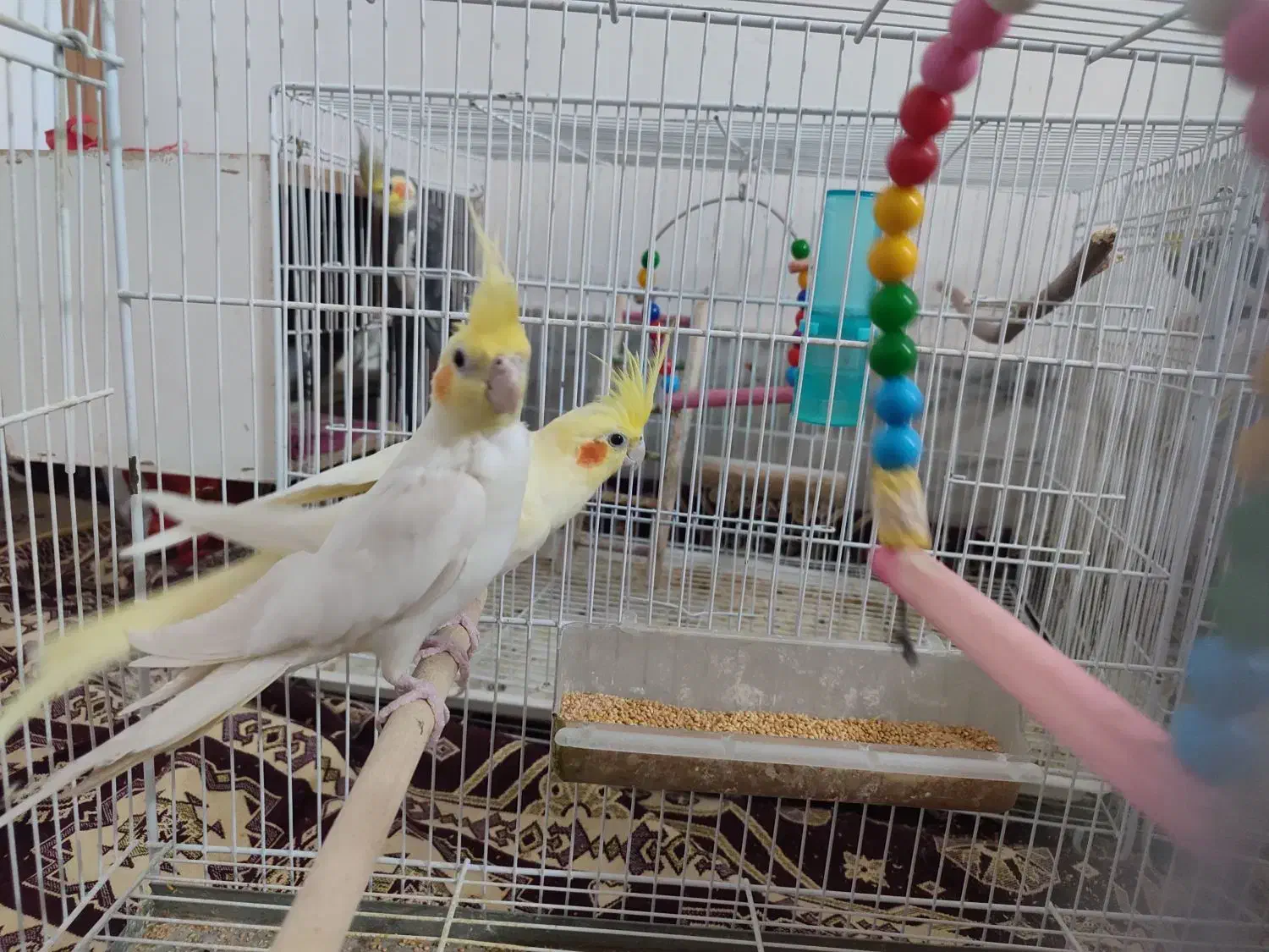 پرنده|پرنده|سبزوار, باهنر|دیوار