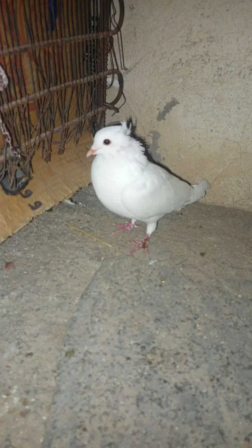 یک عدد سفید کاکل پا صاف نر مست|پرنده|دهدشت, |دیوار