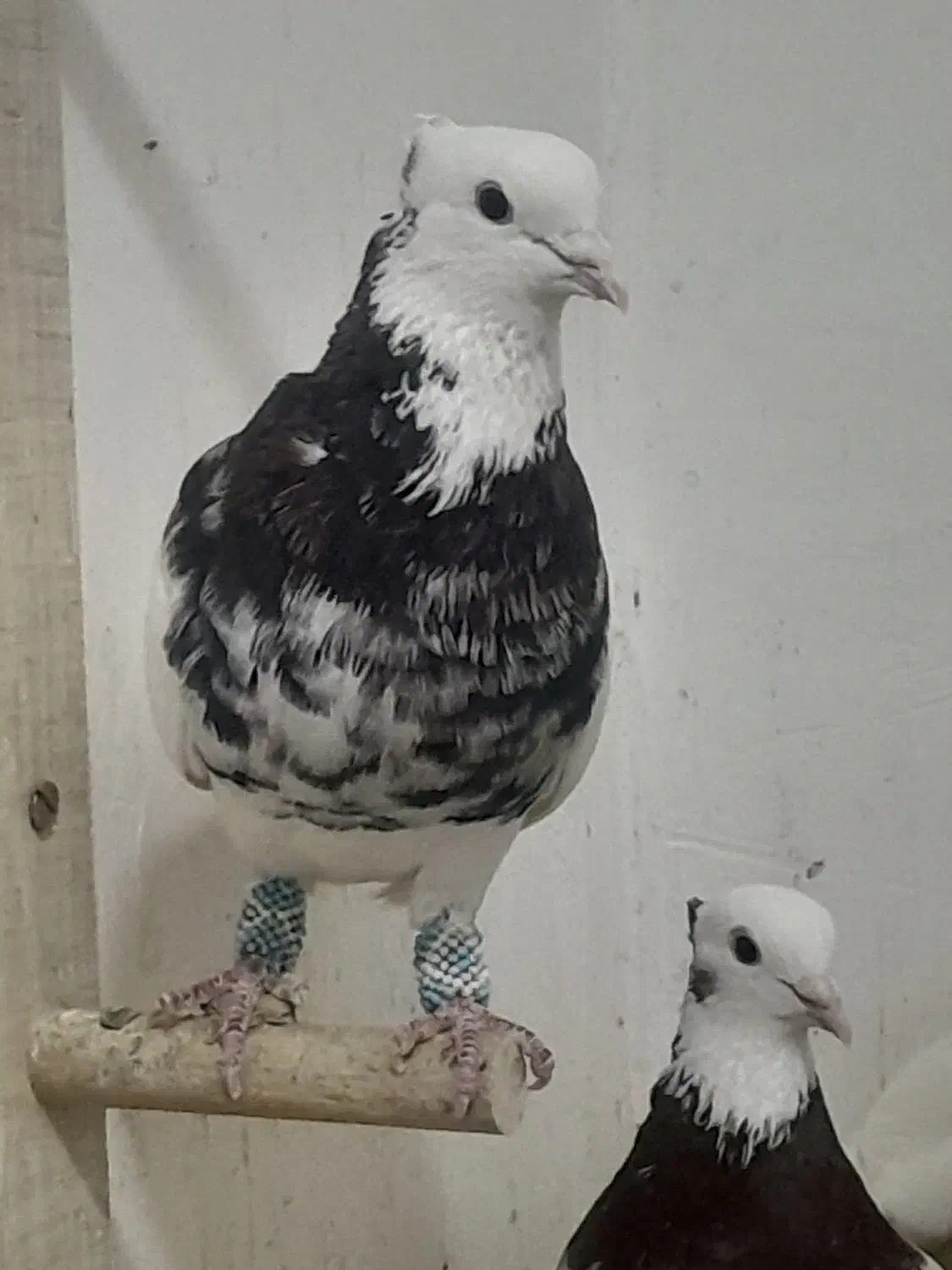 ۲۳ تا طوقی|پرنده|کشکوئیه, |دیوار