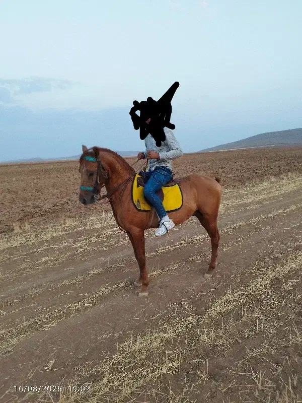 اسب|اسب و تجهیزات اسب‌سواری|همدان, |دیوار