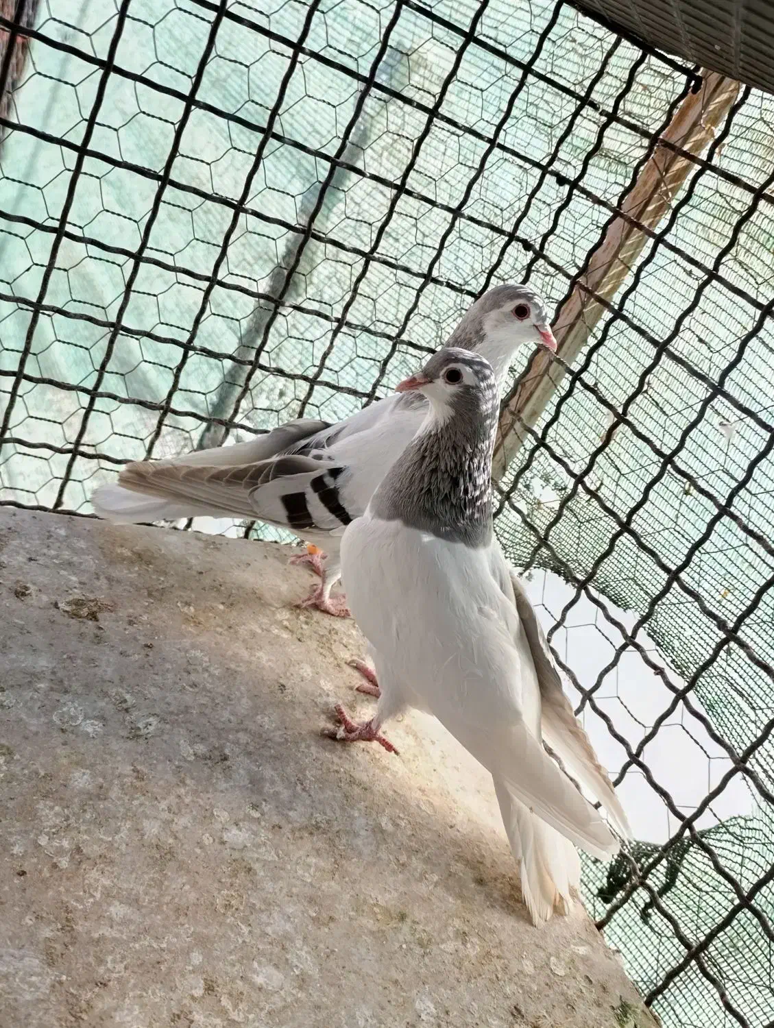 کبوتر چادری چپ|پرنده|هشتگرد, کوی بهروز|دیوار