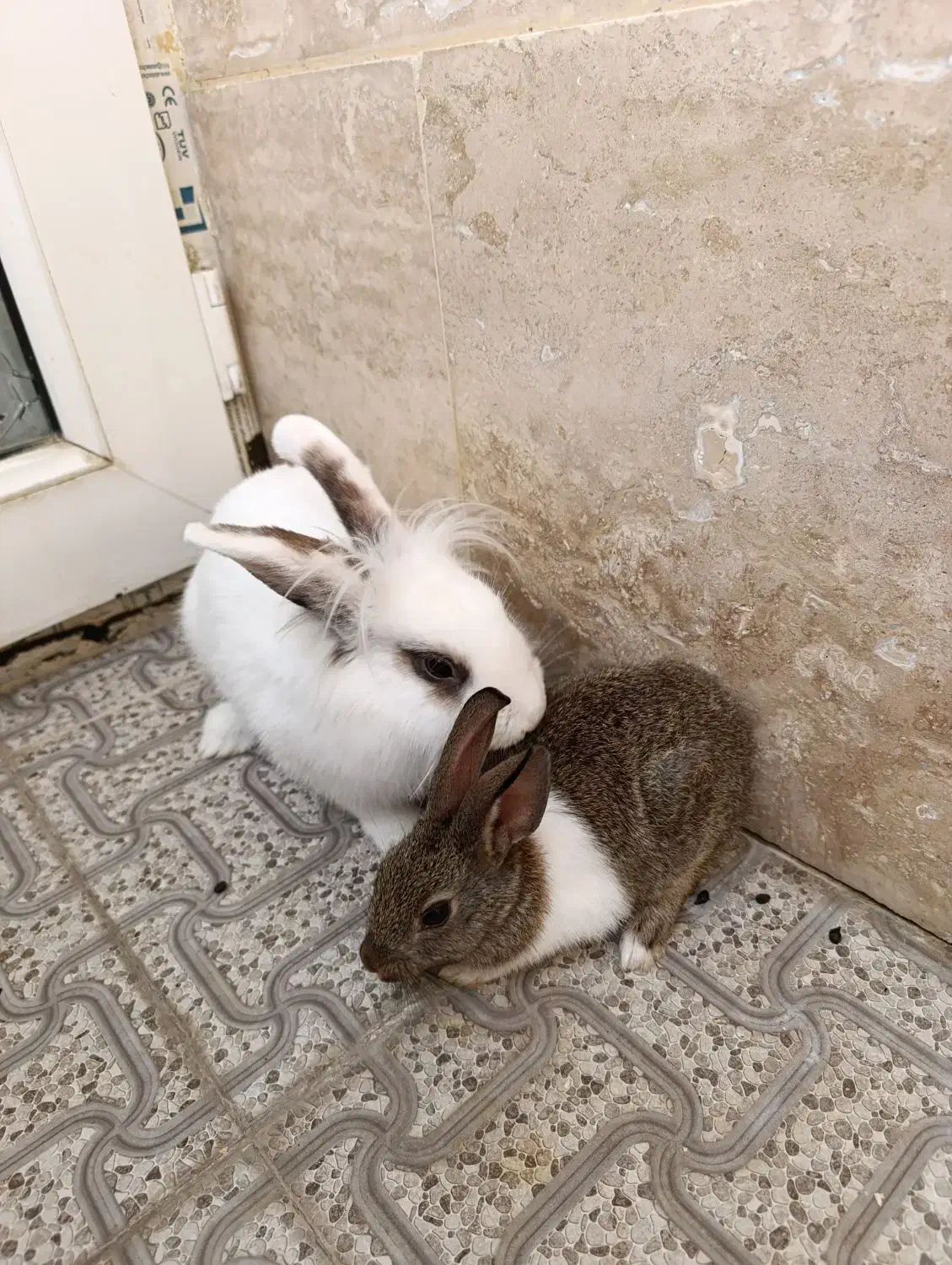 خرگوش کاملا سالم وبازیگوش|موش و خرگوش|ارومیه, |دیوار