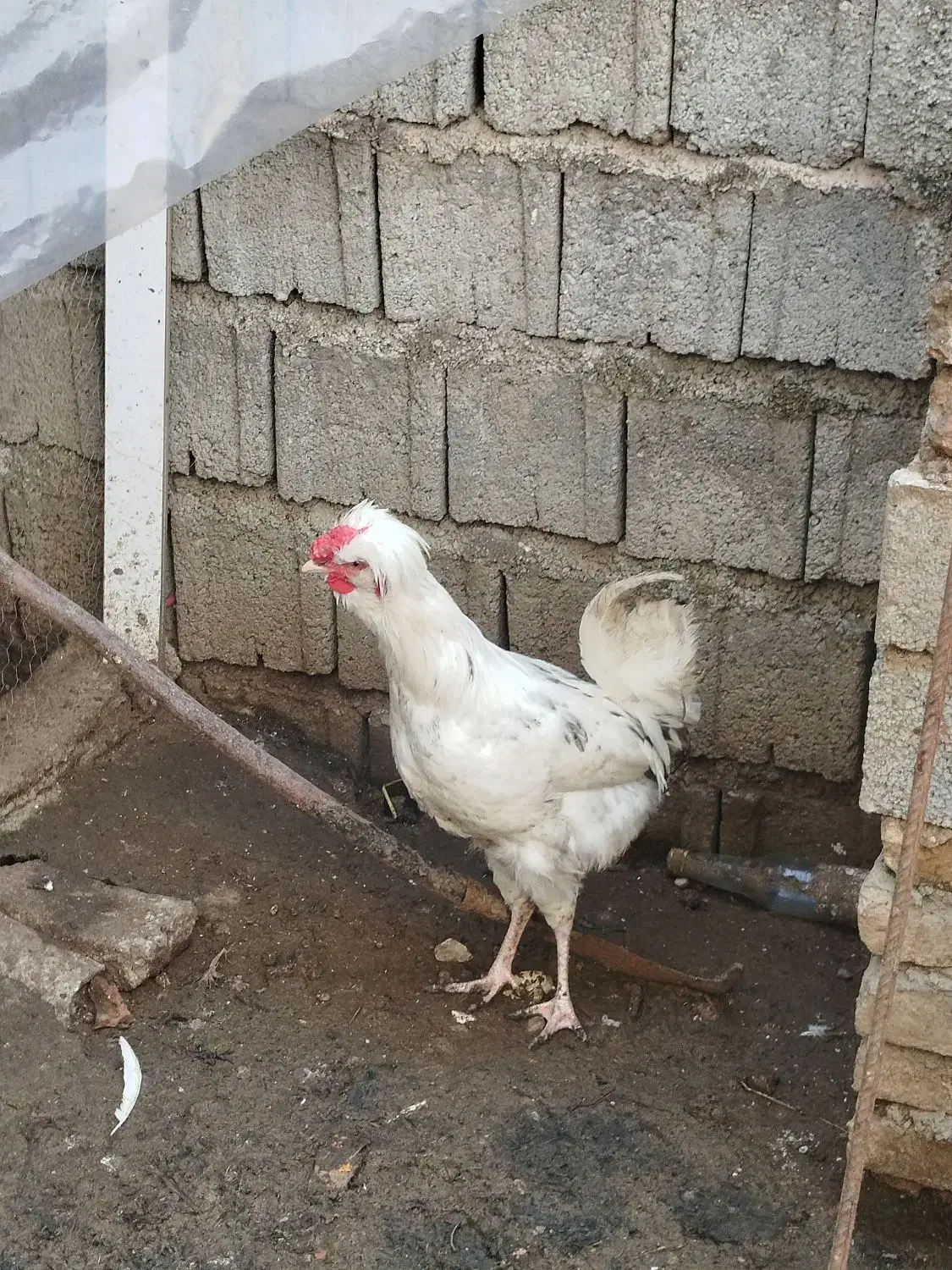 دو عدد خروس گلین مشکی و طوسی|حیوانات مزرعه|ارطه, |دیوار