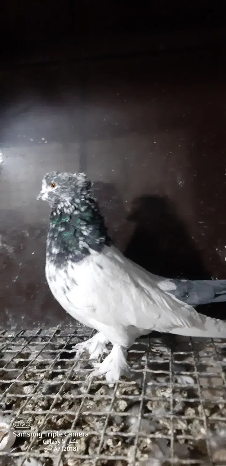 کبوتر|پرنده|رزن, |دیوار