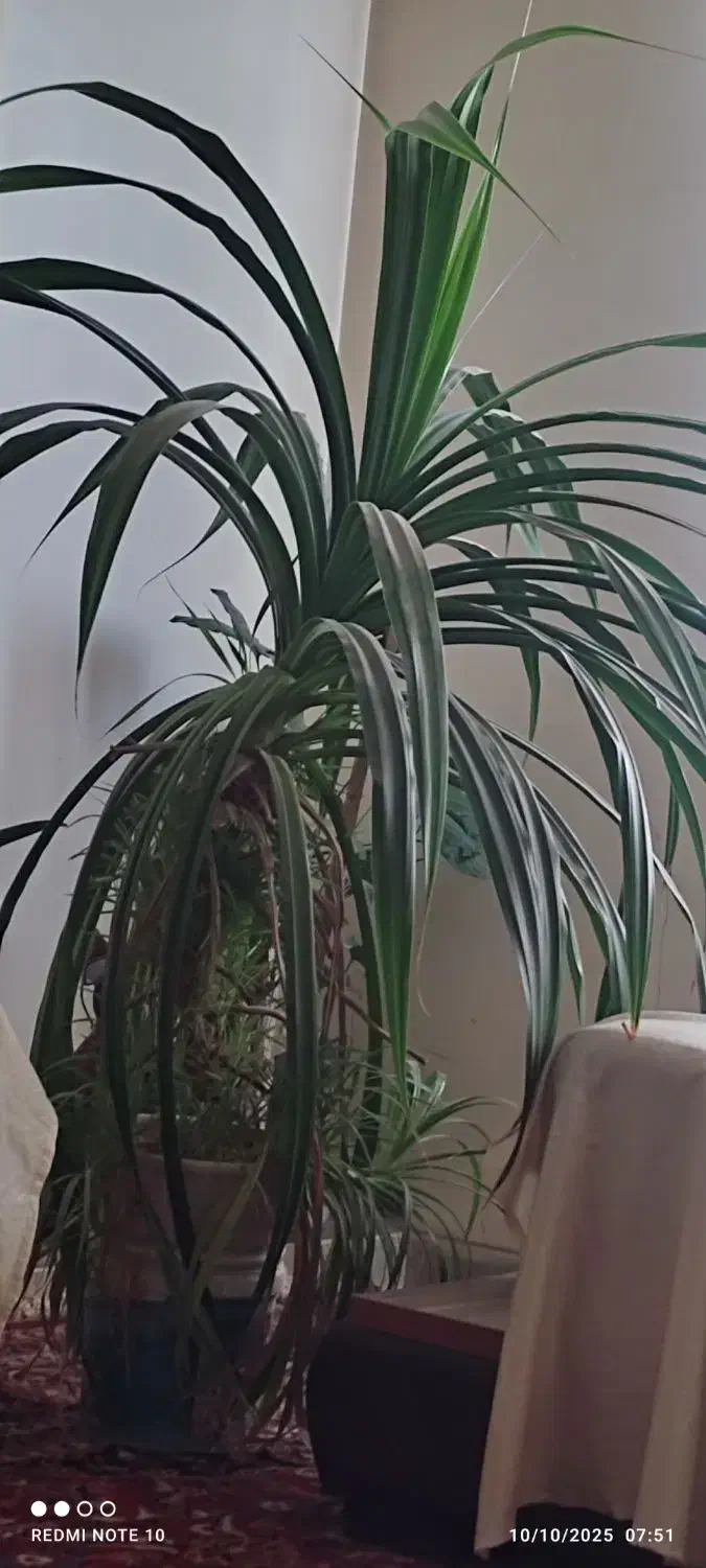 گل پاندانوس|گل و گیاه طبیعی|اصفهان, شهرک کاوه|دیوار