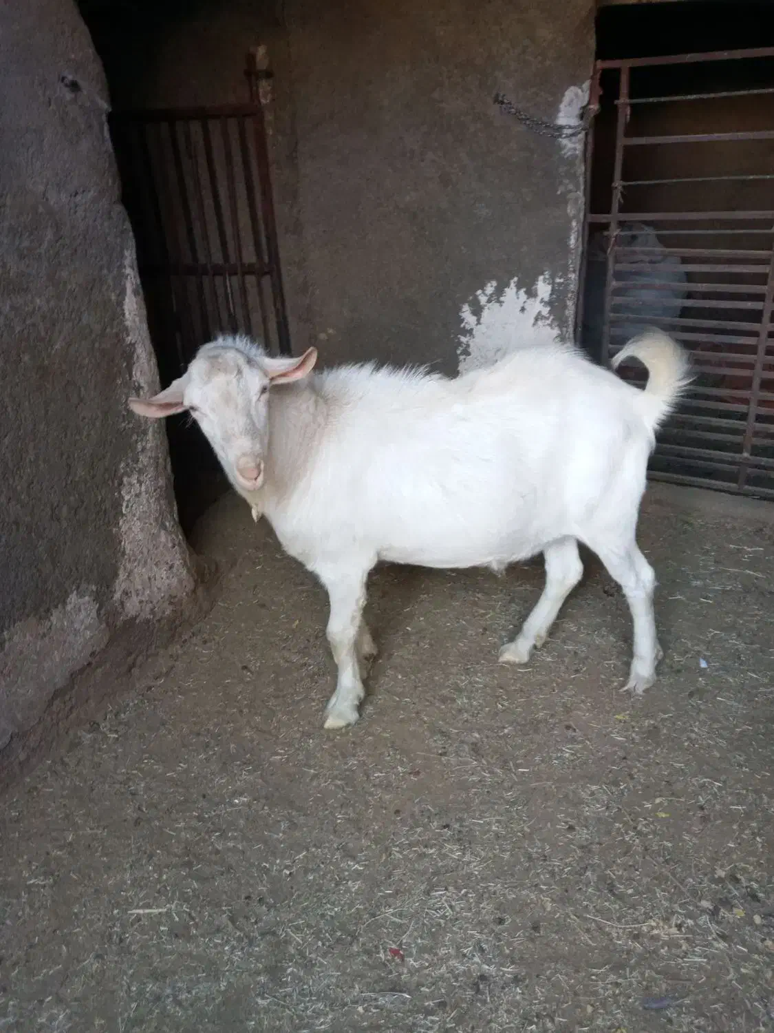 بز نر سالم و چاق|حیوانات مزرعه|کاخک, |دیوار