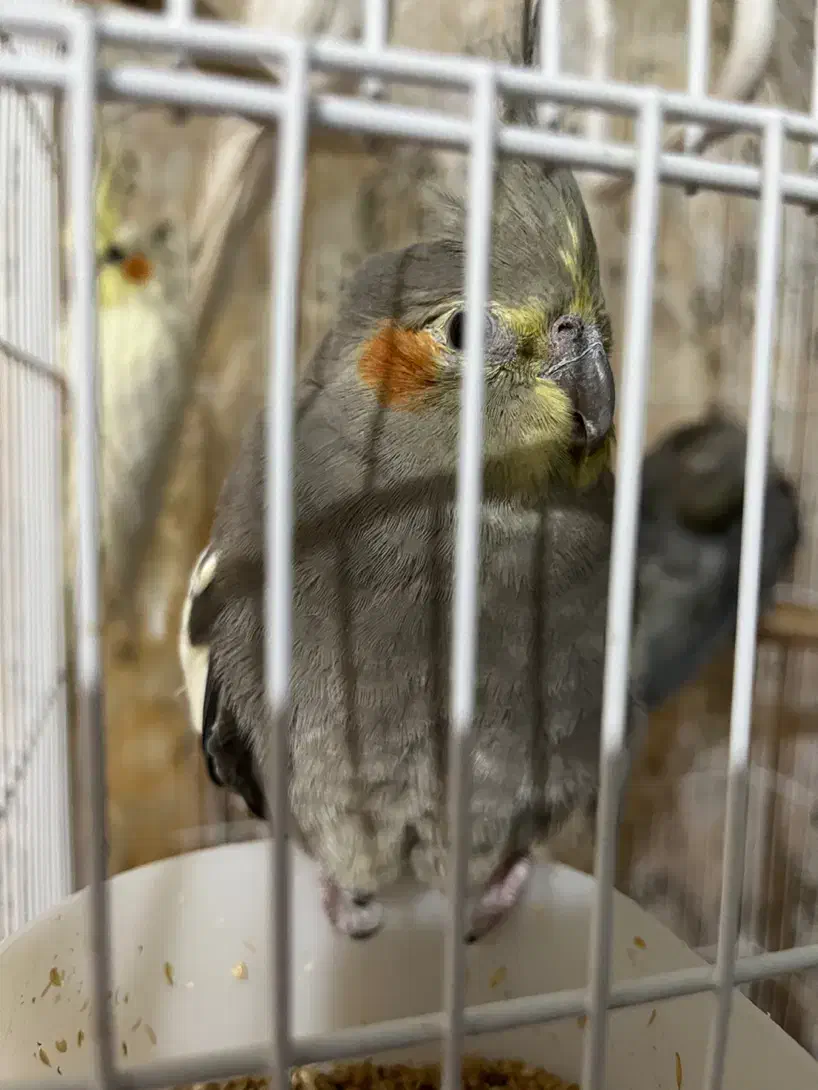 فروش عروس هلندی|پرنده|فسا, |دیوار