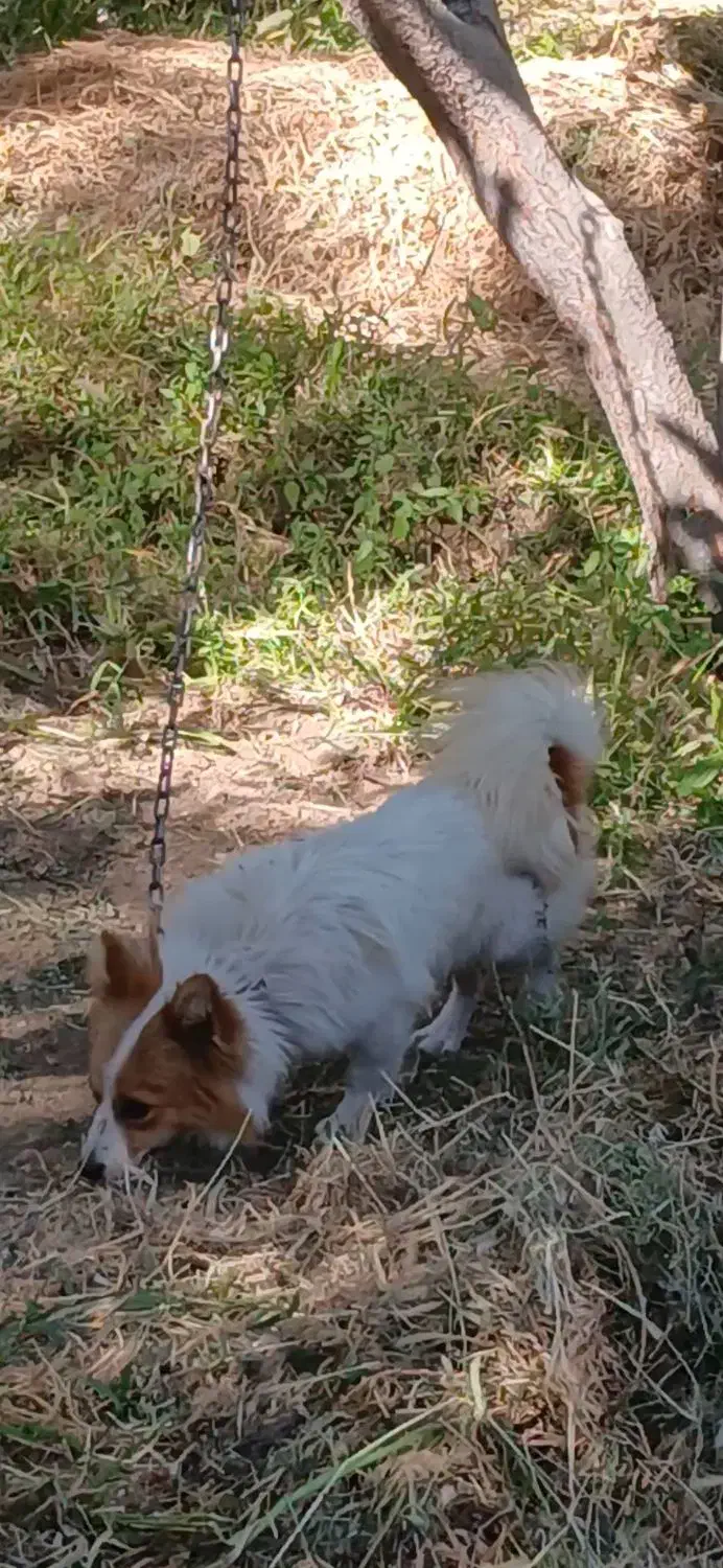 سگ پاکوتاه|سگ|خرمدره, |دیوار