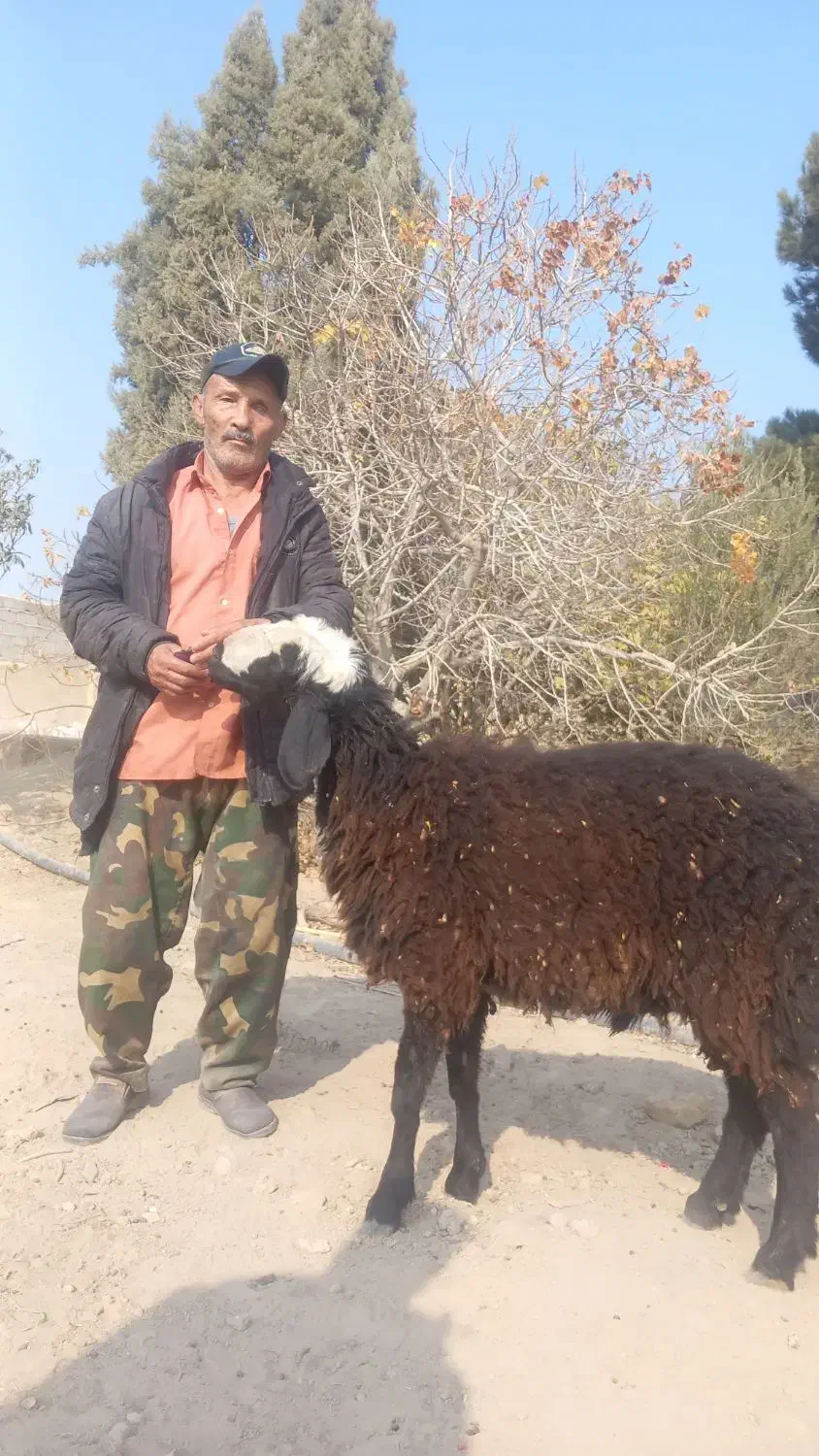 بره قوچ جوان|حیوانات مزرعه|جوادآباد, |دیوار