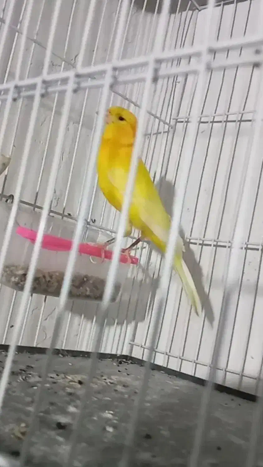 فروش۱قناری نرطلائی سوپروتعدادی سهره رسمی|پرنده|گنبد کاووس, |دیوار