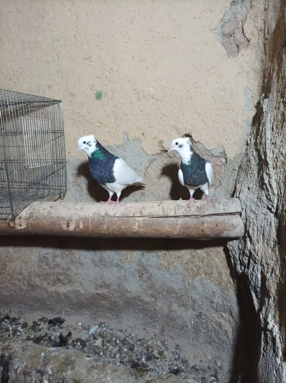 کبوتر طوقی|پرنده|باروق, |دیوار