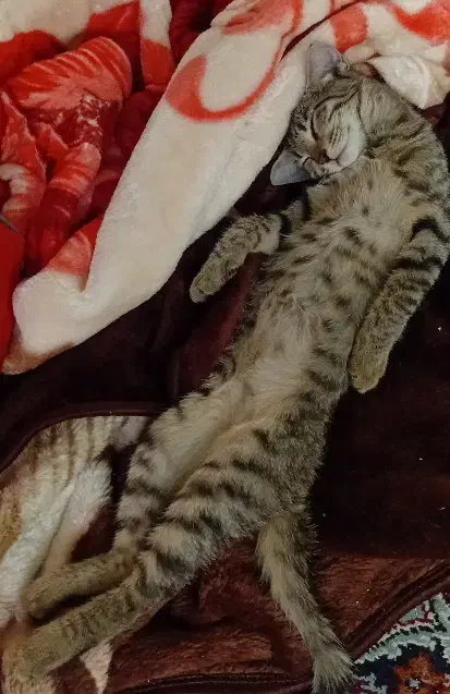 گربه ۵ ماهه|گربه|سنقر, |دیوار