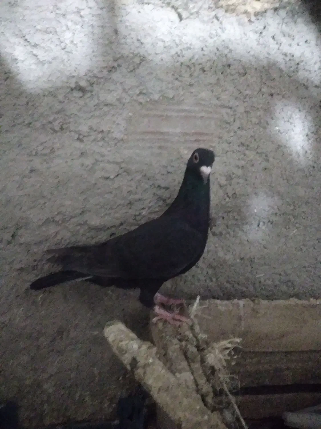 کبوترزاغ فروشی|پرنده|آشخانه, |دیوار