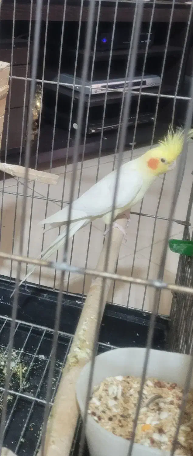 نر لوتینو|پرنده|بروجرد, |دیوار