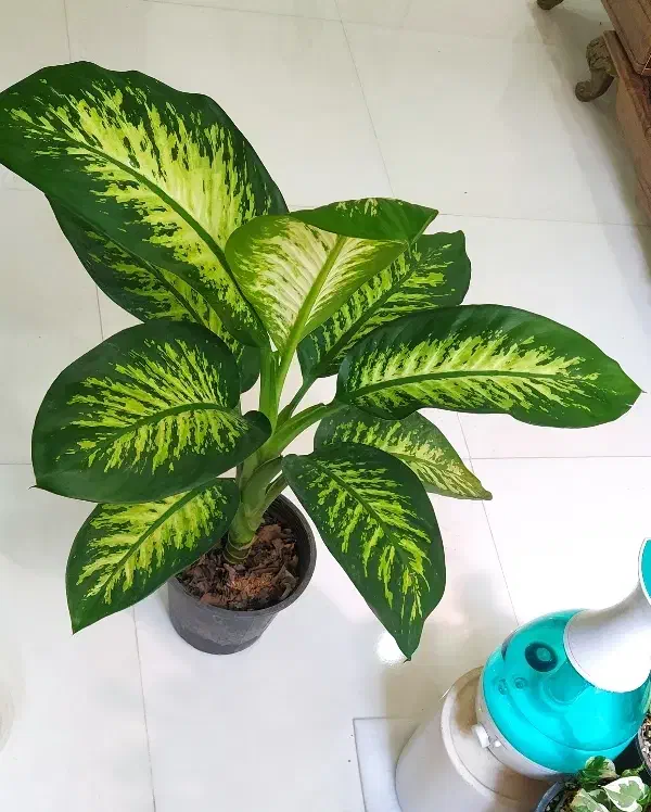 گل آگلونما، زاموفیلیا ، خاک و کود مخصوص رشد|گل و گیاه طبیعی|یزد, |دیوار