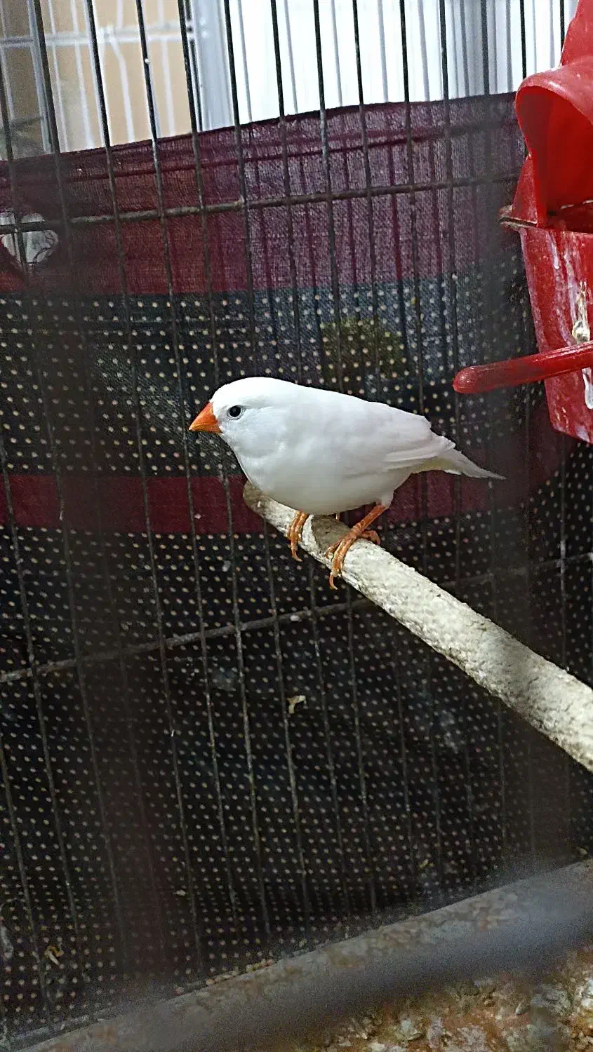 فنچ و عروس|پرنده|محلات, |دیوار