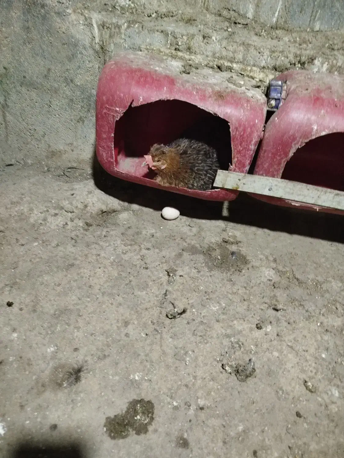 دو عدد مرغ کرک|پرنده|برازجان, |دیوار