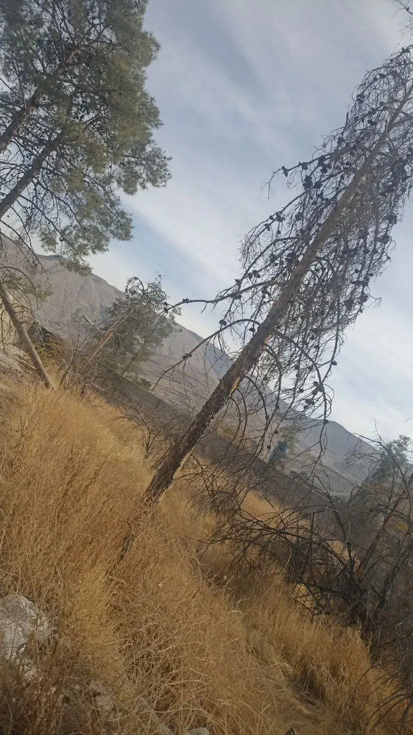 خریدارچوب ودرخت|خدمات باغبانی و درختکاری|شیراز, بریجستون|دیوار