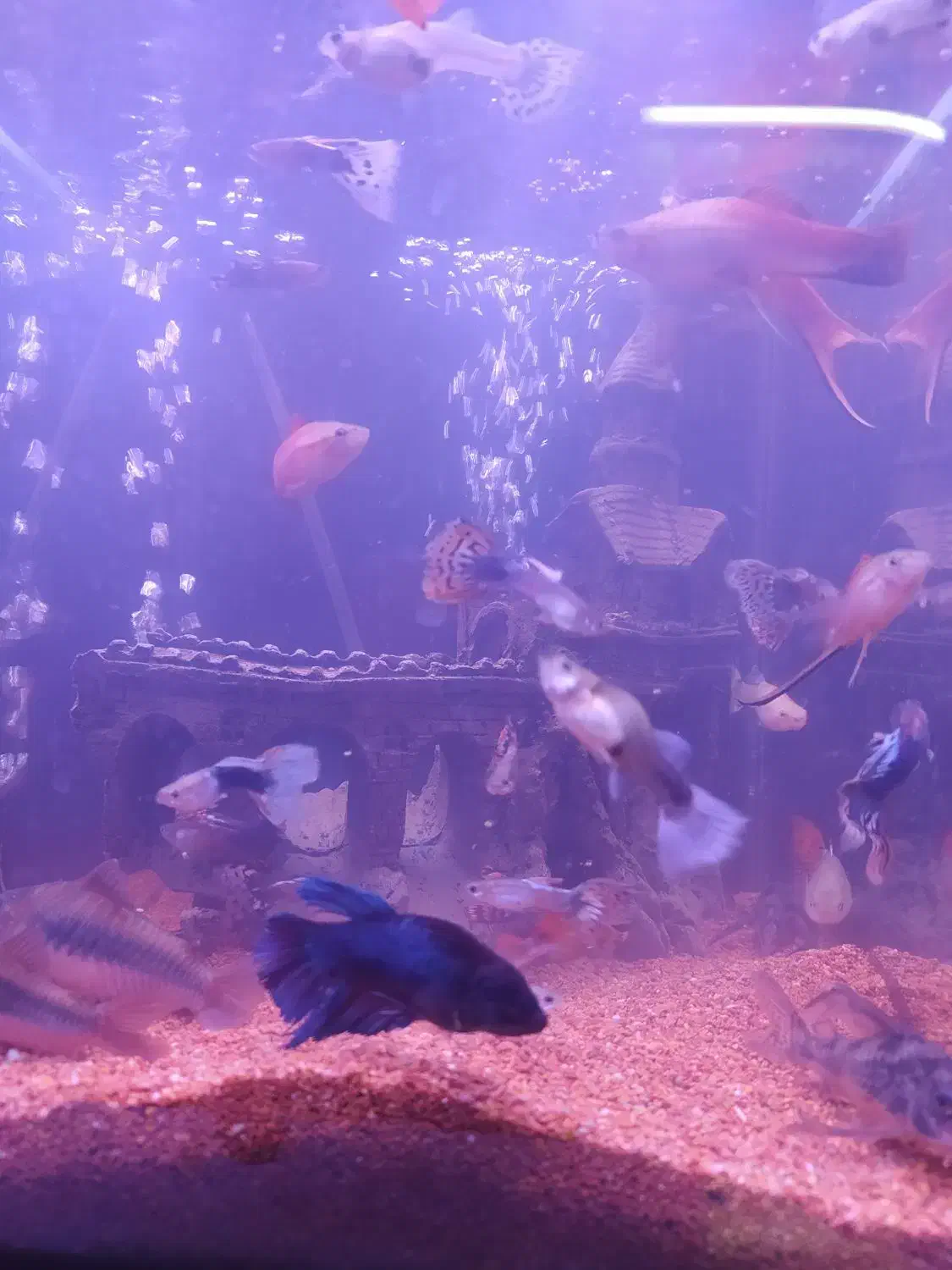 فروش و معاوضه ماهی|ماهی|پرند, فاز ۲|دیوار