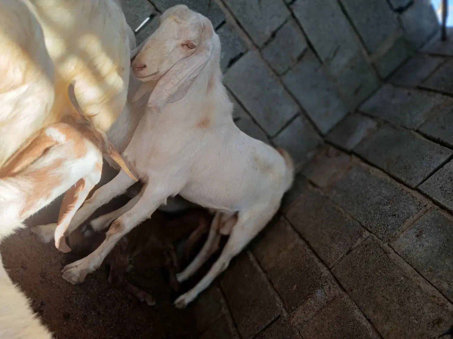 چپش نر|حیوانات مزرعه|فاریاب, |دیوار