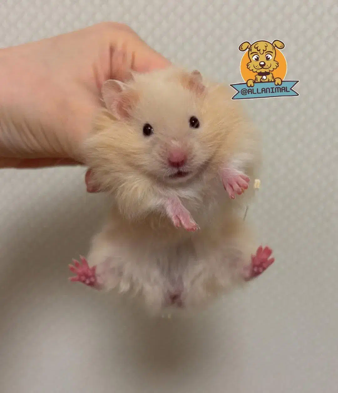 پشم.الو|سگ|بجنورد, |دیوار