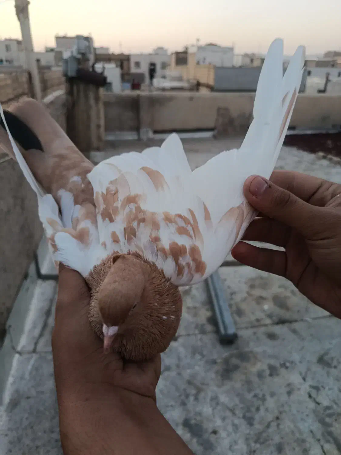 کبوتر کفتر جفتی|پرنده|اقبالیه, |دیوار