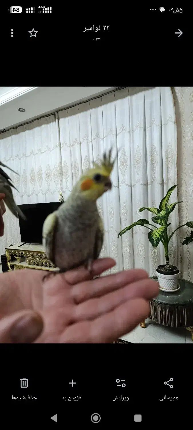 پرنده|پرنده|رباط‌کریم, رباط‌کریم|دیوار