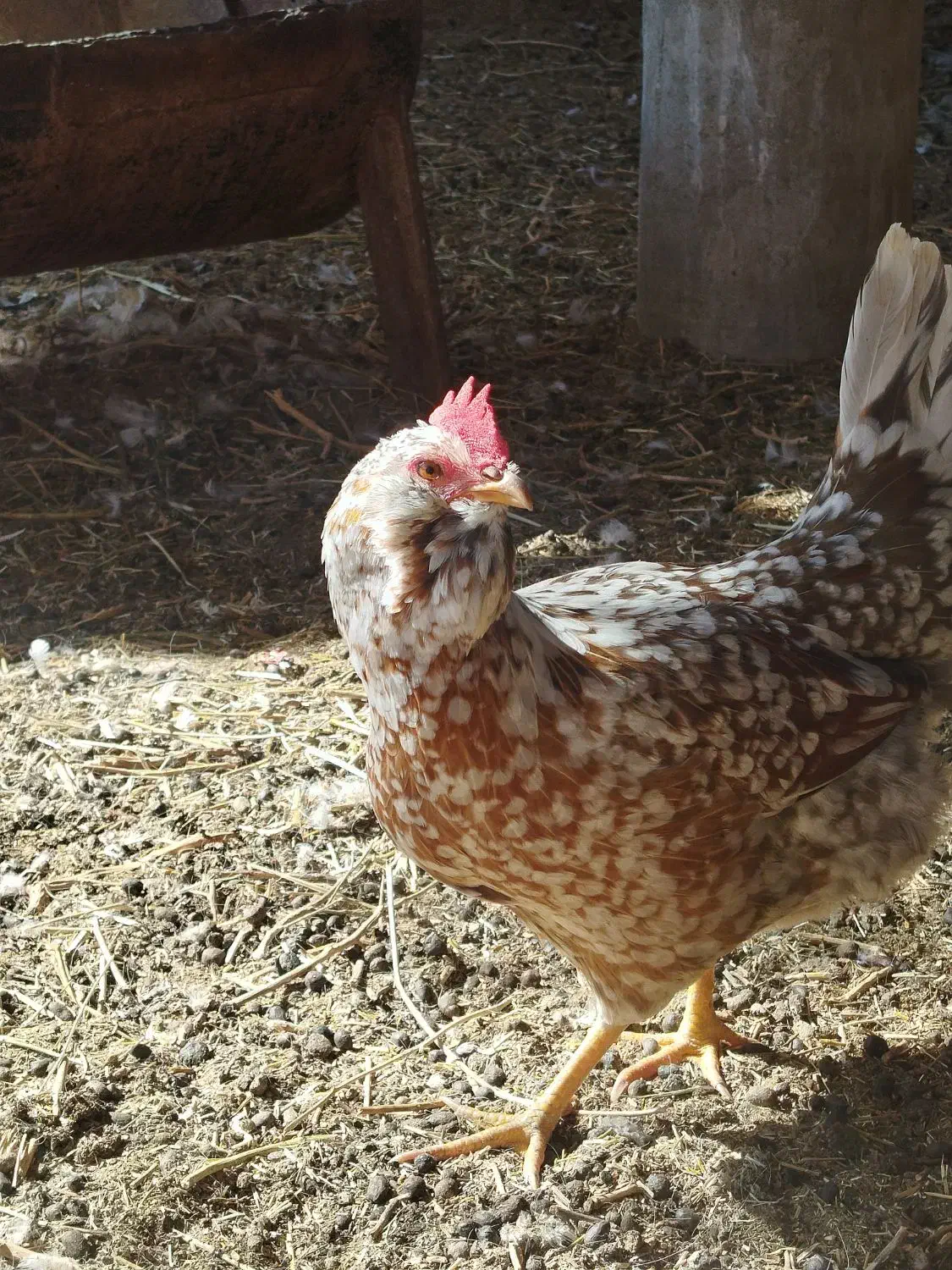 فروش تخم نطفه دار گلین|حیوانات مزرعه|یزد, |دیوار