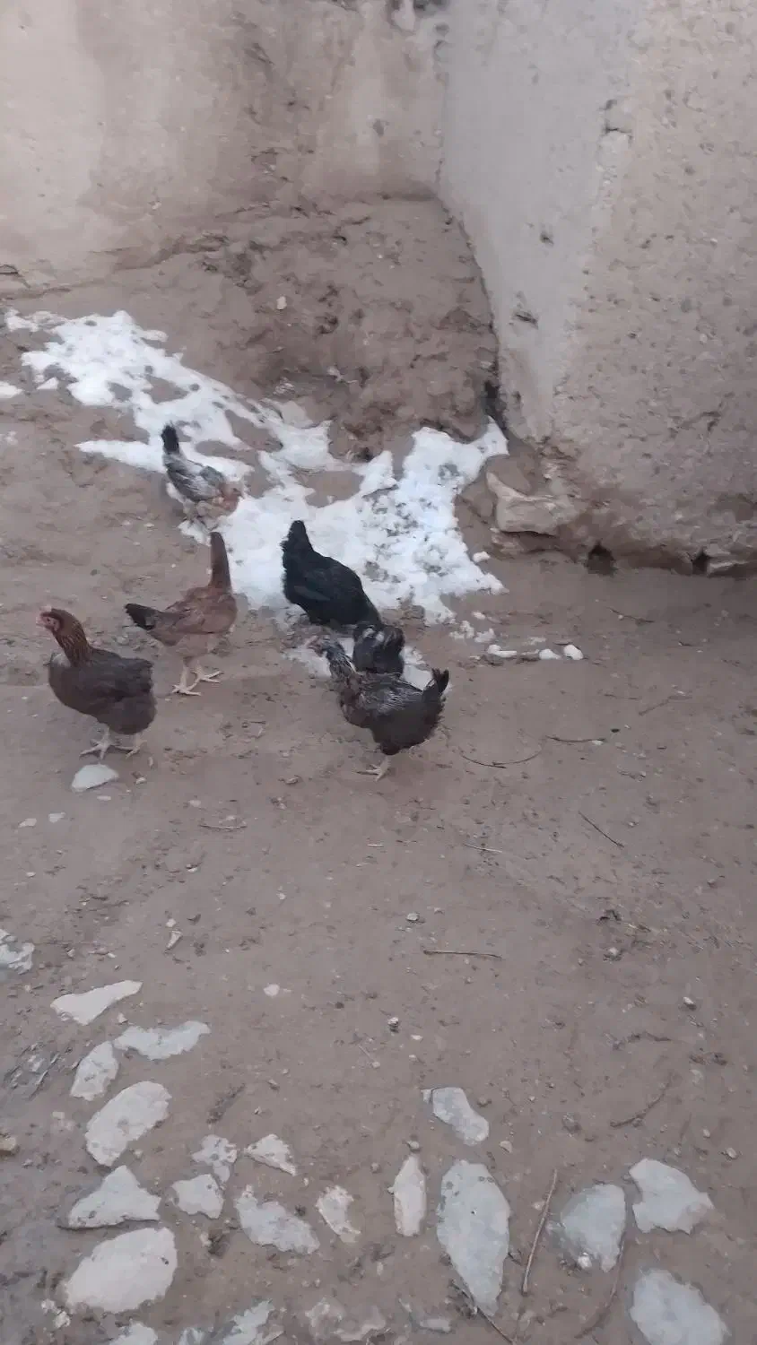 مرغ و خروس|حیوانات مزرعه|لالجین, |دیوار