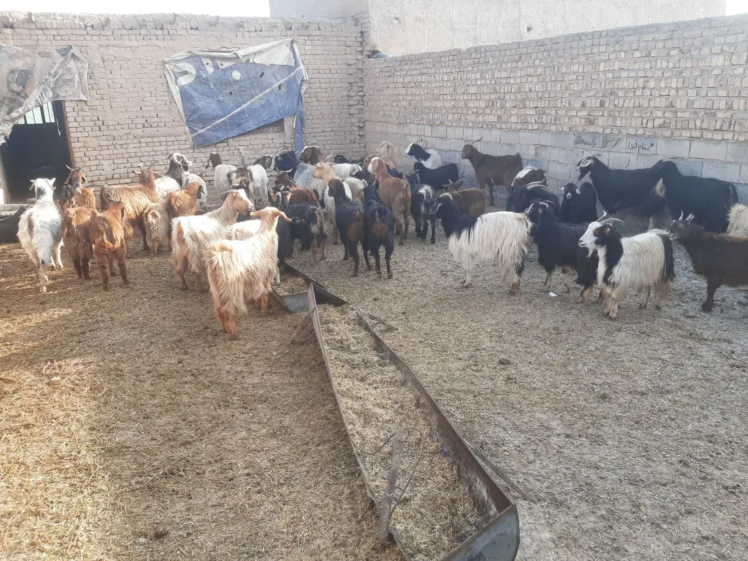 بز و چپش|حیوانات مزرعه|بشاریات, |دیوار