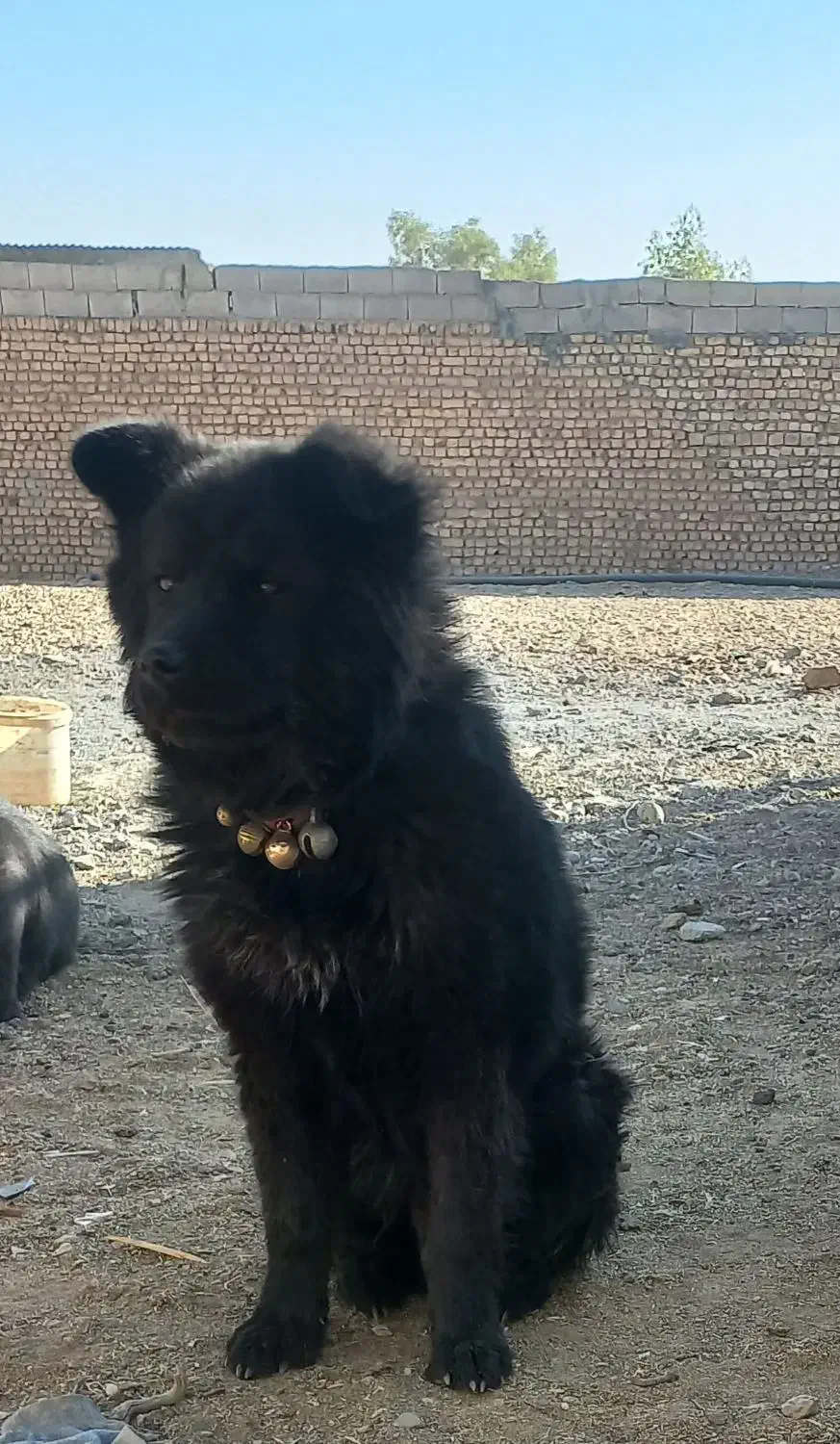 سگ چاو چاو|سگ|نجف‌آباد, ویلاشهر|دیوار