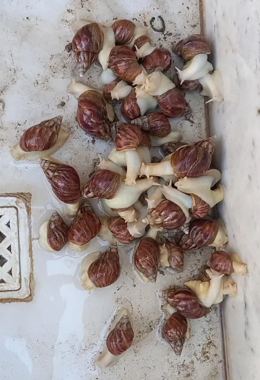 حلزون(توافقی)|خزنده|کاشان, نوش آباد|دیوار