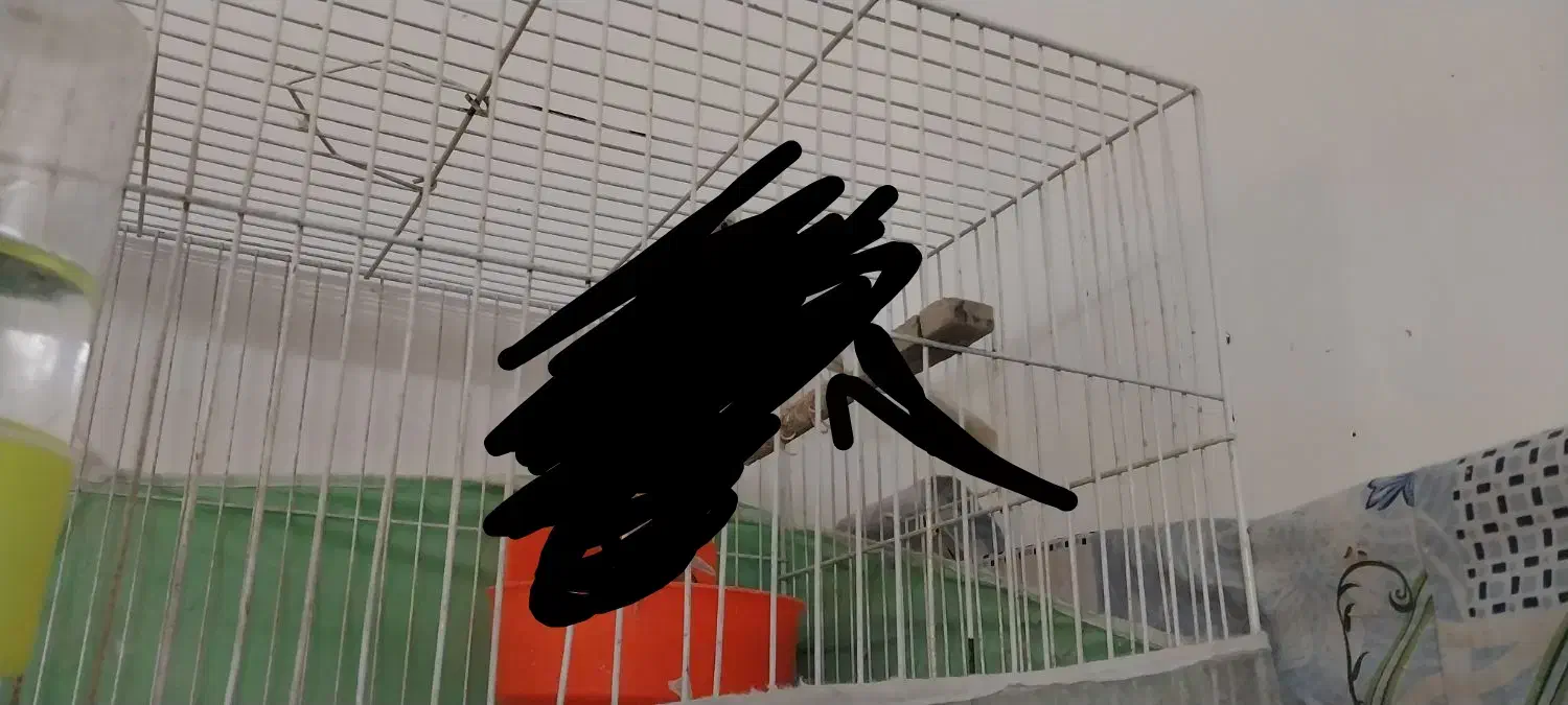 قناری قفس|پرنده|مشهد, ایثارگران|دیوار