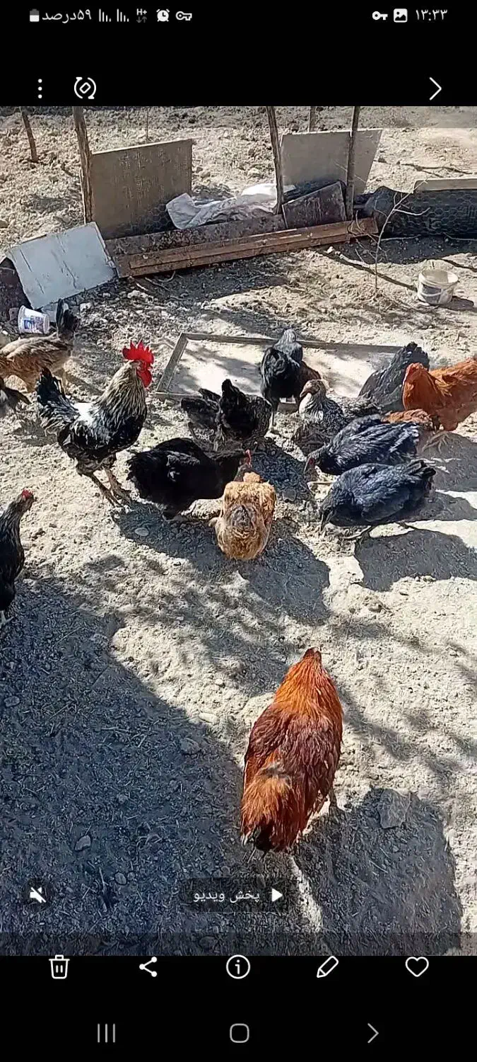 فروش ۲۰ دانه مامر|حیوانات مزرعه|دیواندره, |دیوار