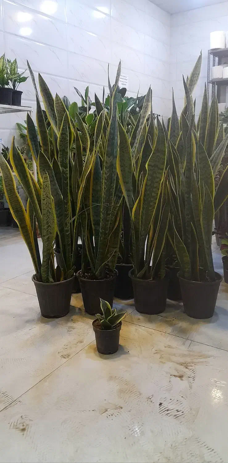 سانسوریا پا بلند شمشیری ابلق پُرغلاف سطل 4|گل و گیاه طبیعی|قم, نیروگاه|دیوار