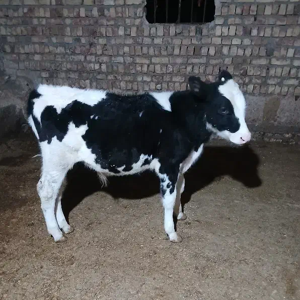 گوساله نر هلشتاین|حیوانات مزرعه|بوئین زهرا, |دیوار