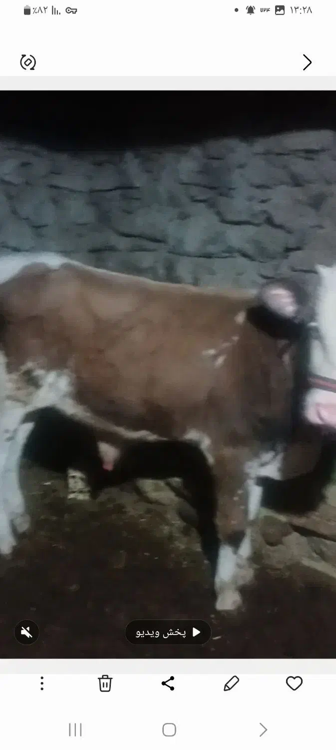 گوساله نر سمینطال|حیوانات مزرعه|سروآباد, |دیوار