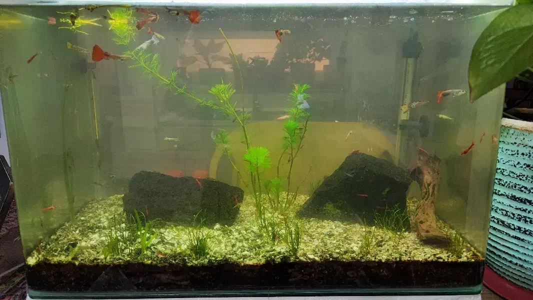 آکواریوم شیشه خم|ماهی|تهران, شهرک امام خمینی|دیوار