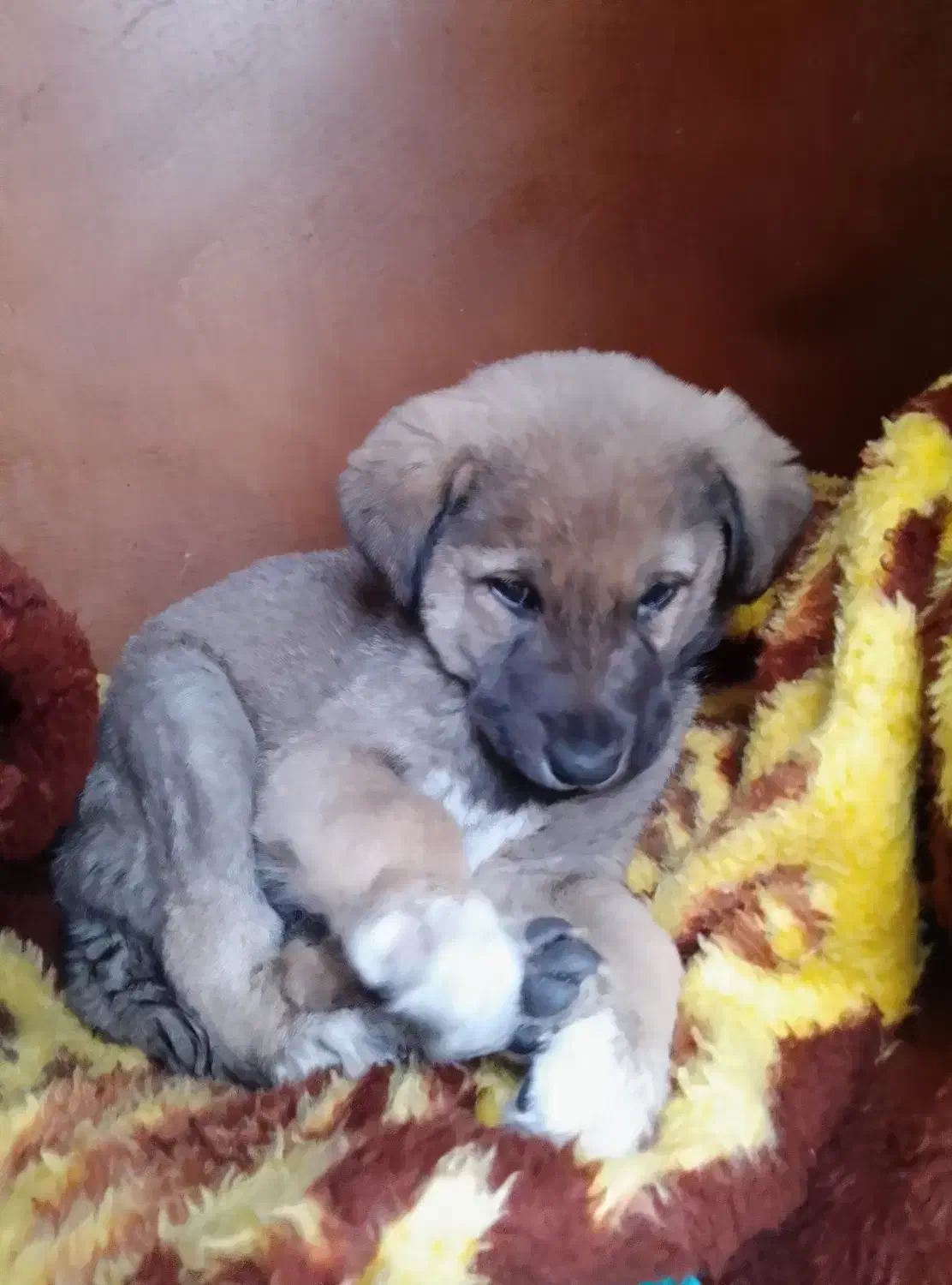 واگذاری توله سگ|سگ|بروجرد, |دیوار