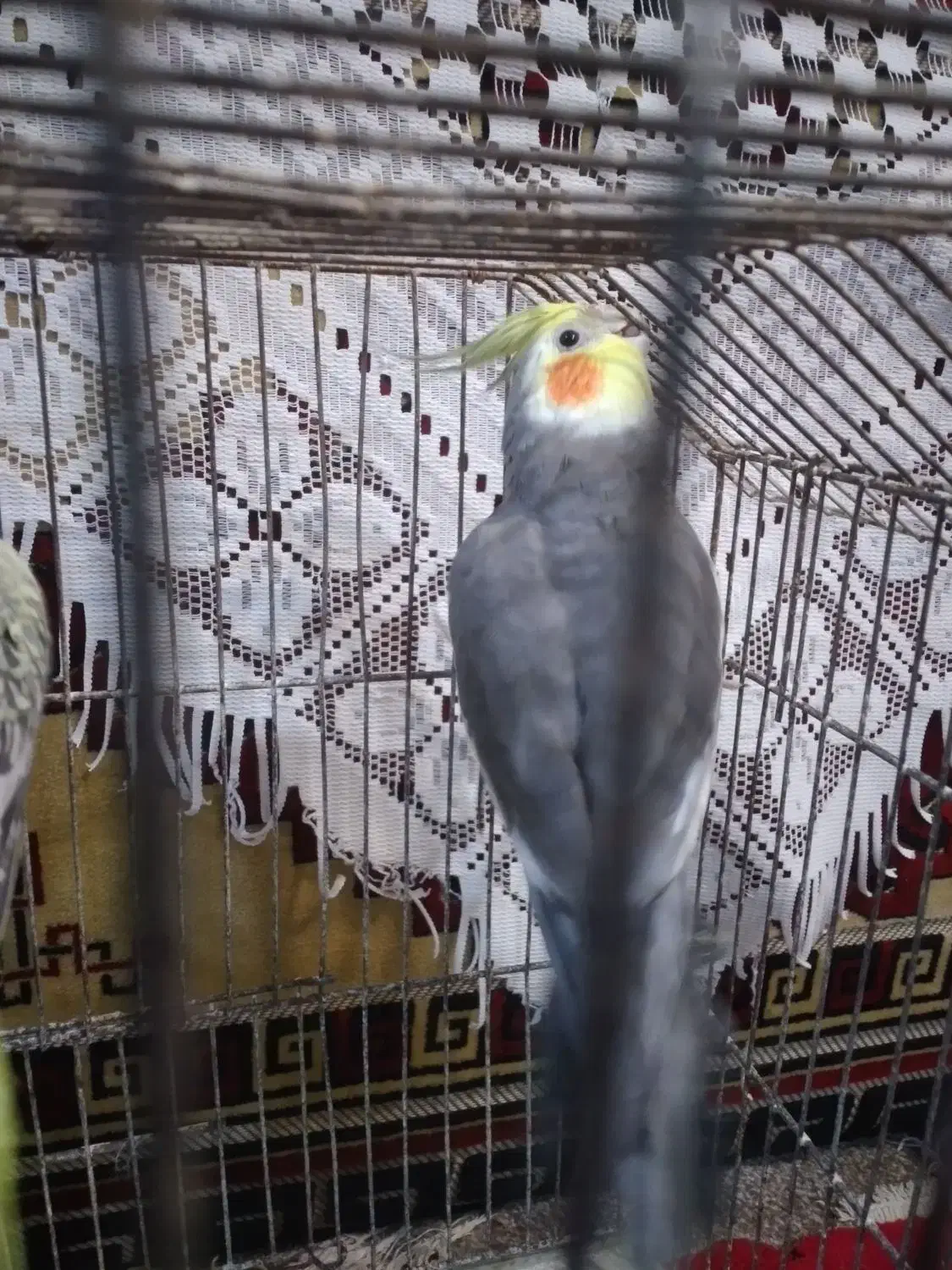 طوطی عروس سخنگو|پرنده|بندر امام خمینی, |دیوار