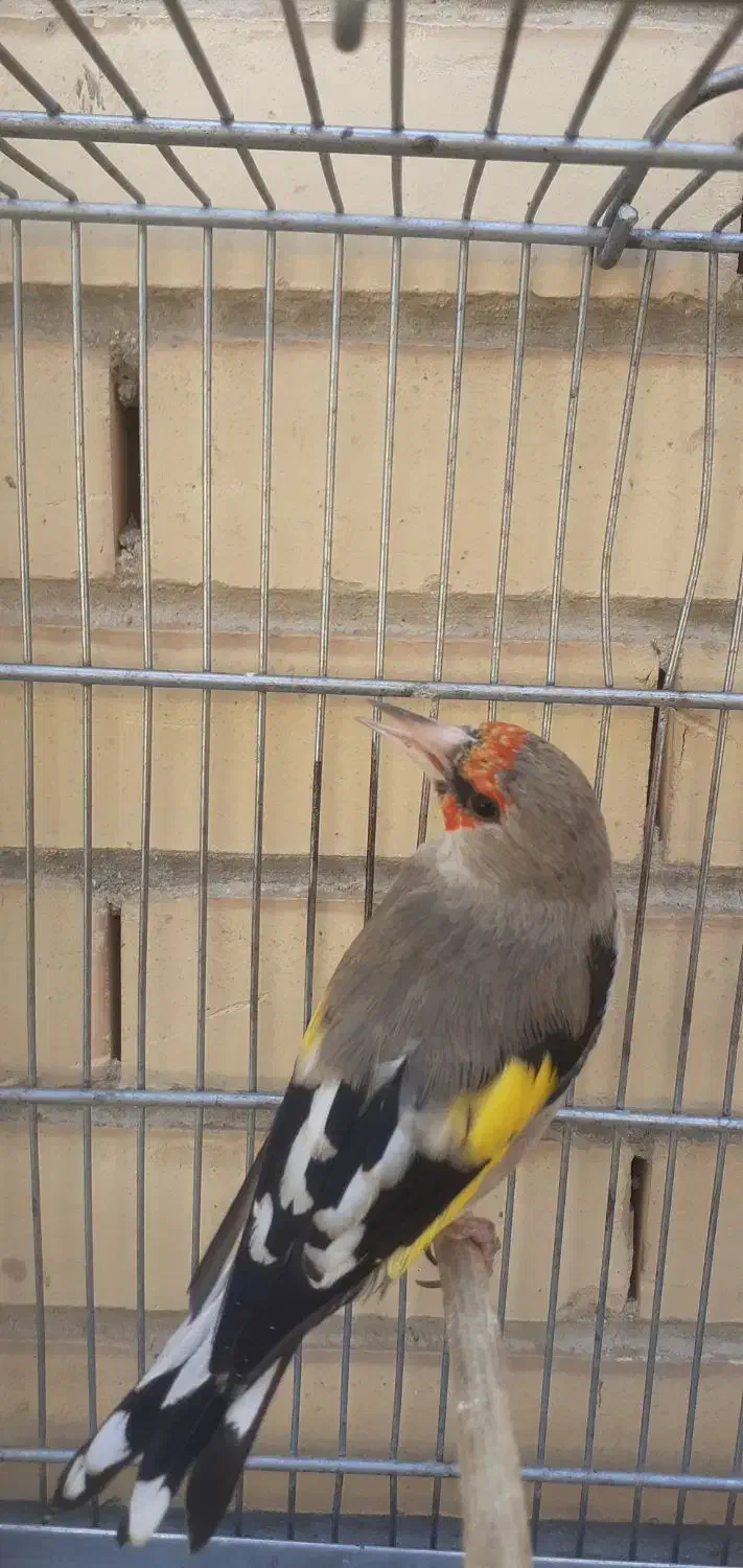 سهره نر|پرنده|سیرجان, |دیوار