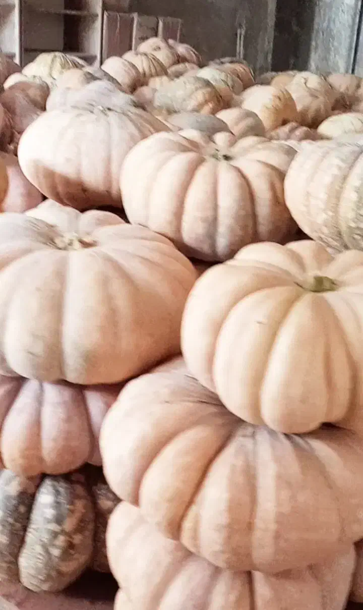 کدو انجیلی بهاره|خوردنی و آشامیدنی|ضیابر, |دیوار